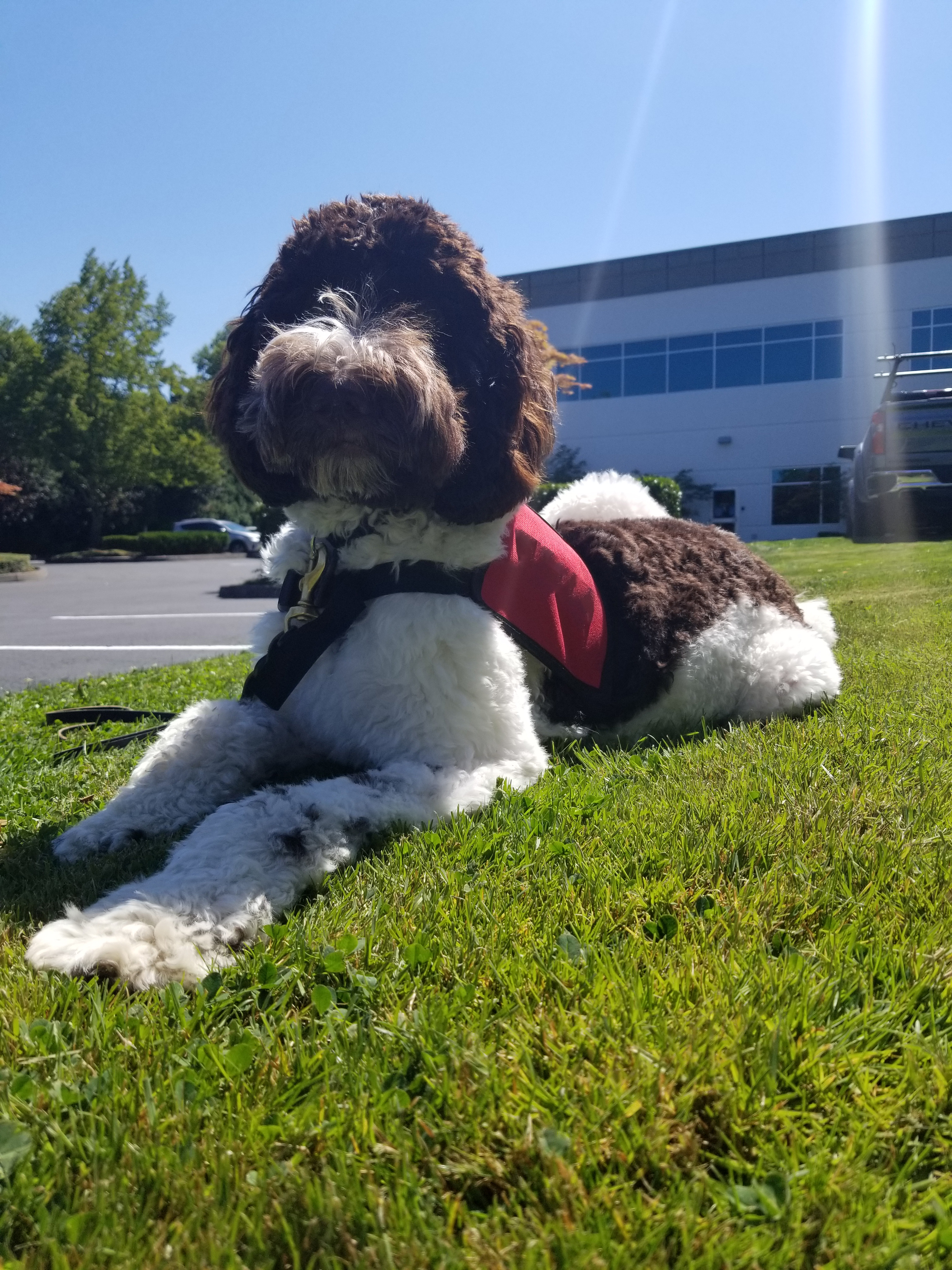 Portrait of Rory a Labradoodle therapy dog with brown and white fur